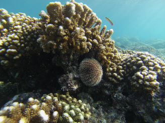 墨西哥海岸的珊瑚生態系統將因海洋酸度上升而面臨重大威脅。（照片來源：加拿大英屬哥倫比亞大學Christopher Harley）
